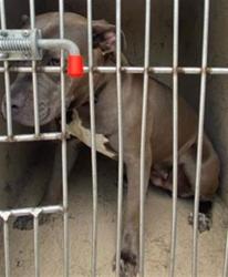 Shelter Stray Female Dog last seen Near, 2600 S Harding St, Indianapolis, IN 46221, USA