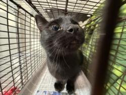 Shelter Stray Female Cat last seen , 957 N Gaffey St, San Pedro, CA 90731, USA