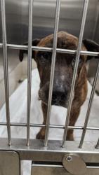 Shelter Stray Male Dog last seen Near BLOCK N CYPRESS RD, POMPANO BEACH FL 33060, 2400 SW 42nd St, Fort Lauderdale, FL 33312, USA
