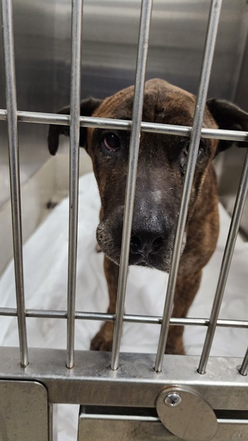 Shelter Stray Male Dog last seen Near BLOCK N CYPRESS RD, POMPANO BEACH FL 33060, 2400 SW 42nd St, Fort Lauderdale, FL 33312, USA