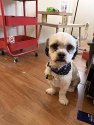 Reunited Male Dog last seen Platinum, Rio Rancho, NM 87124