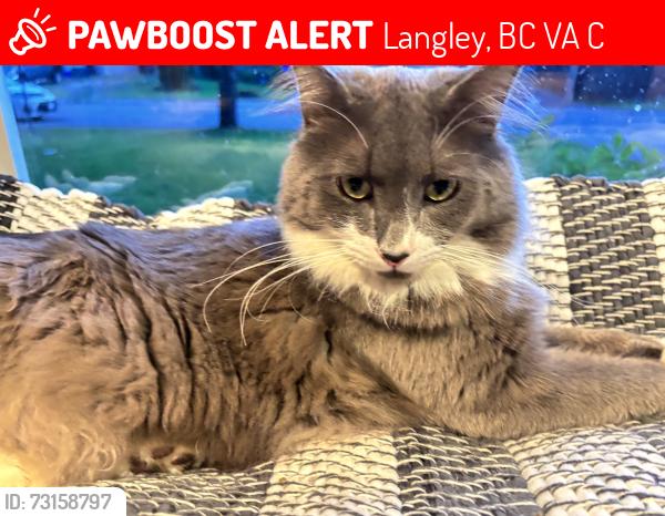 Lost Male Cat last seen Near 215 street Langley, Langley, BC V3A 6C6