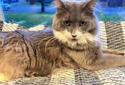 Lost Male Cat last seen Near 215 street Langley, Langley, BC V3A 6C6