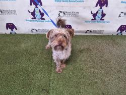 Shelter Stray Male Dog last seen , 2769 Conroy Rd, Orlando, FL 32839, USA