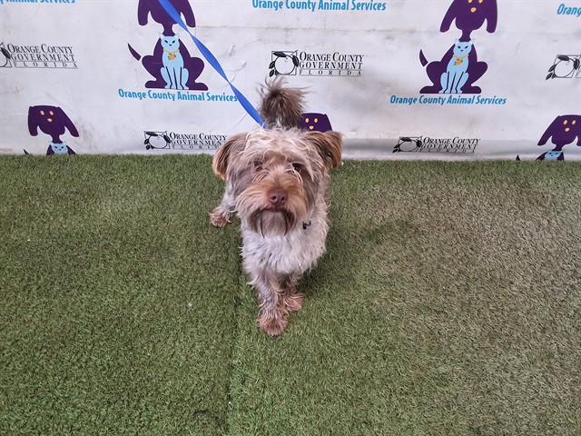 Shelter Stray Male Dog last seen , 2769 Conroy Rd, Orlando, FL 32839, USA