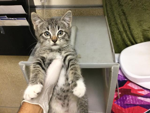 Shelter Stray Female Cat last seen DOOLITTLE AVE, JURUPA AVE, CA, 6851 Van Buren Boulevard, Jurupa Valley, CA 92509, USA