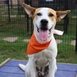 Shelter Stray Female Dog last seen NOPAL AND DENVER, 4710 TX-151, San Antonio, TX 78227, USA
