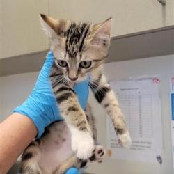 Shelter Stray Male Cat last seen , 4710 TX-151, San Antonio, TX 78227, USA