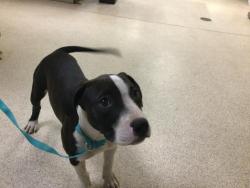 Shelter Stray Female Dog last seen CLAY ST, JURUPA VALLEY, CA, 6851 Van Buren Boulevard, Jurupa Valley, CA 92509, USA