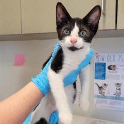 Shelter Stray Male Cat last seen PRUE RD, 4710 TX-151, San Antonio, TX 78227, USA