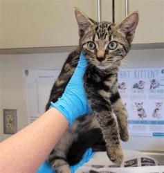 Shelter Stray Female Cat last seen PRUE RD, 4710 TX-151, San Antonio, TX 78227, USA