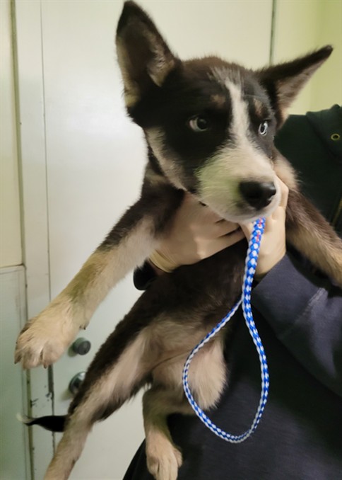 Shelter Stray Female Dog last seen , West Valley Animal Shelter, 20655 Plummer St, Chatsworth, CA 91311, USA