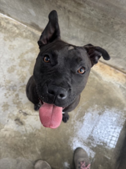Shelter Stray Female Dog last seen , West Valley Animal Shelter, 20655 Plummer St, Chatsworth, CA 91311, USA