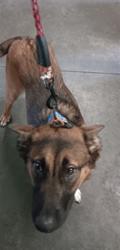 Shelter Stray Female Dog last seen , West Valley Animal Shelter, 20655 Plummer St, Chatsworth, CA 91311, USA