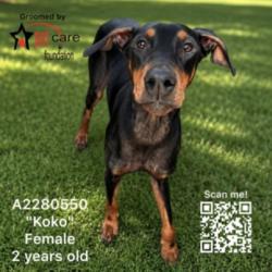 Shelter Stray Female Dog last seen , West Valley Animal Shelter, 20655 Plummer St, Chatsworth, CA 91311, USA