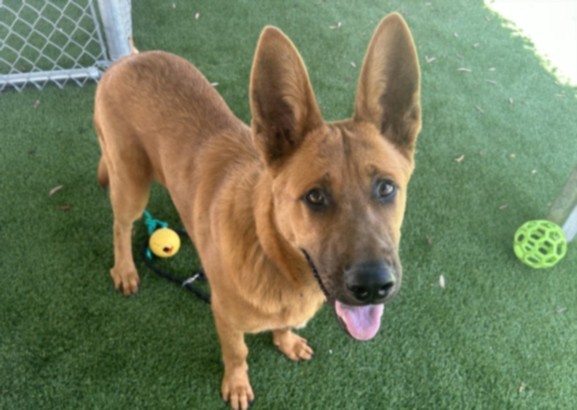 Shelter Stray Male Dog last seen , West Valley Animal Shelter, 20655 Plummer St, Chatsworth, CA 91311, USA