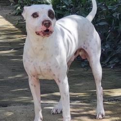 Shelter Stray Male Dog last seen NOPAL AND DENVER, 4710 TX-151, San Antonio, TX 78227, USA