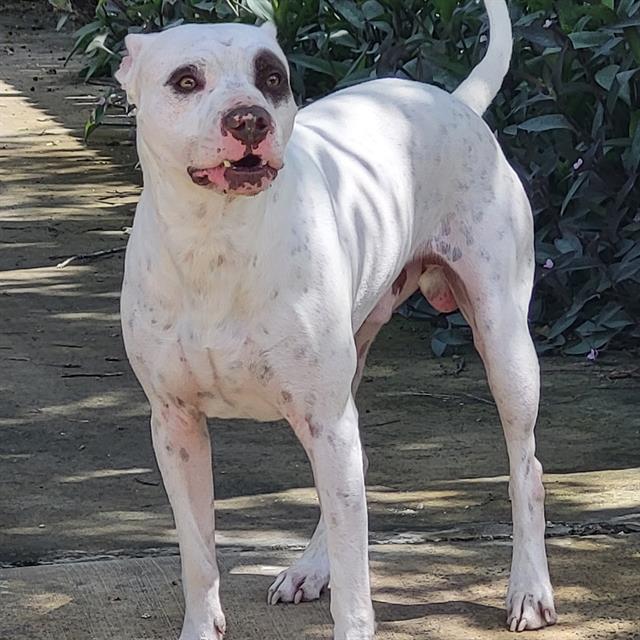 Shelter Stray Male Dog last seen NOPAL AND DENVER, 4710 TX-151, San Antonio, TX 78227, USA