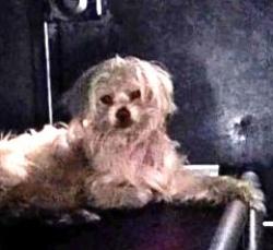Shelter Stray Male Dog last seen , West Valley Animal Shelter, 20655 Plummer St, Chatsworth, CA 91311, USA