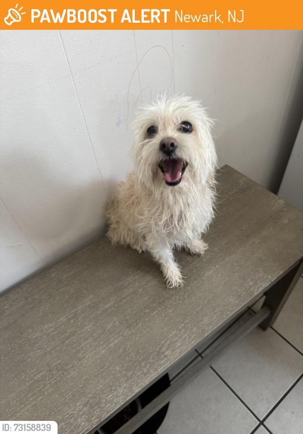 Found/Stray Male Dog last seen Upper roseville kipp school, Newark, NJ 07107