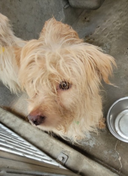 Shelter Stray Male Dog last seen , West Valley Animal Shelter, 20655 Plummer St, Chatsworth, CA 91311, USA