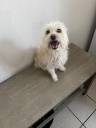 Found/Stray Male Dog last seen Upper roseville kipp school, Newark, NJ 07107