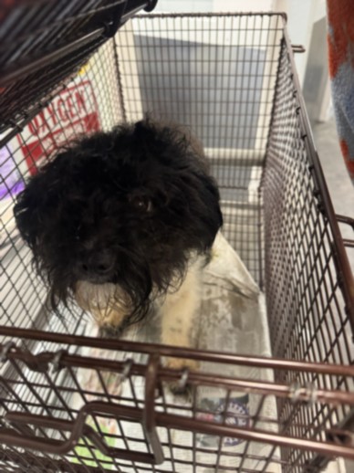 Shelter Stray Male Dog last seen , West Valley Animal Shelter, 20655 Plummer St, Chatsworth, CA 91311, USA