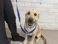 Shelter Stray Male Dog last seen S PENNSYLVANIA AVE X W RIALTO AVE, 333 Chandler Pl, San Bernardino, CA 92408, USA