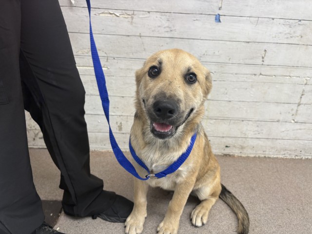 Shelter Stray Male Dog last seen S PENNSYLVANIA AVE X W RIALTO AVE, 333 Chandler Pl, San Bernardino, CA 92408, USA