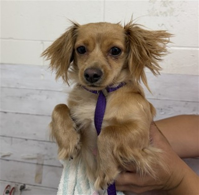 Shelter Stray Female Dog last seen 9TH AND G ST, 333 Chandler Pl, San Bernardino, CA 92408, USA