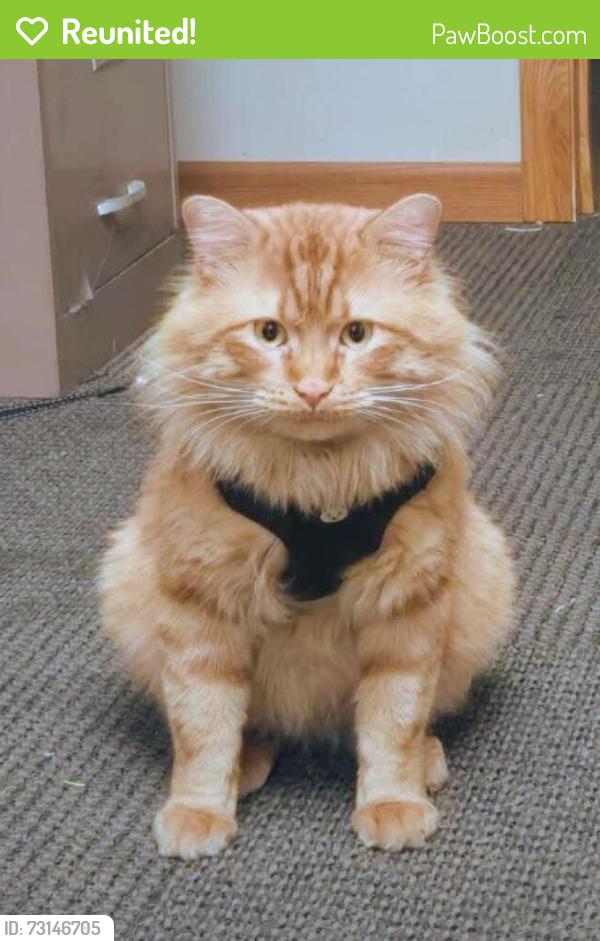 Reunited Male Cat last seen Douglas Ave at Lower Beaver Rd, Des Moines, IA 50310