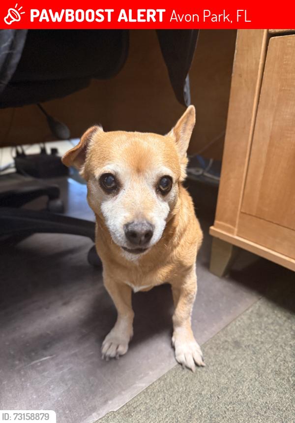 Lost Male Dog last seen Fairway Vista Drive and we are on Oakdale Drive, Avon Park, FL 33826