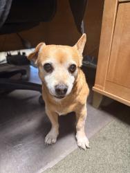 Lost Male Dog last seen Fairway Vista Drive and we are on Oakdale Drive, Avon Park, FL 33826