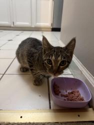 Found/Stray Male Cat last seen Cub Foods Coon Rapids South, Coon Rapids, MN 55448