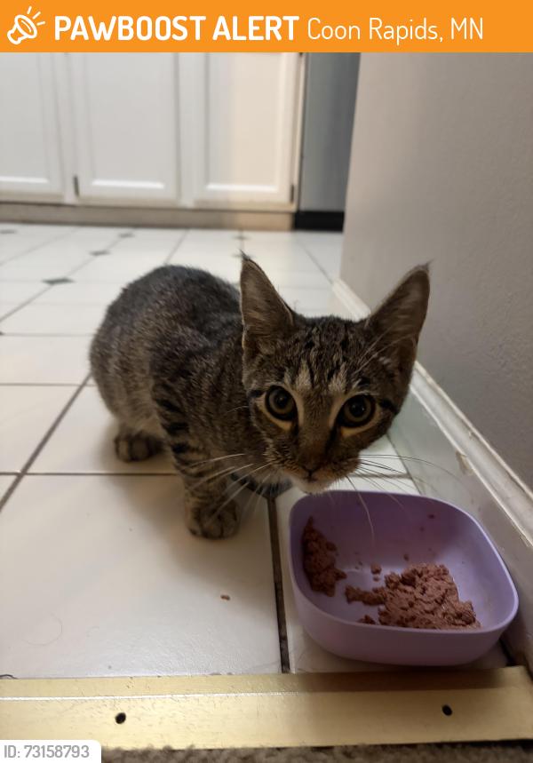 Found/Stray Male Cat last seen Cub Foods Coon Rapids South, Coon Rapids, MN 55448