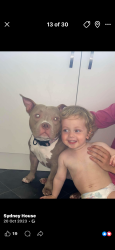 Lost Female Dog last seen Livingston, Livingston, Scotland 