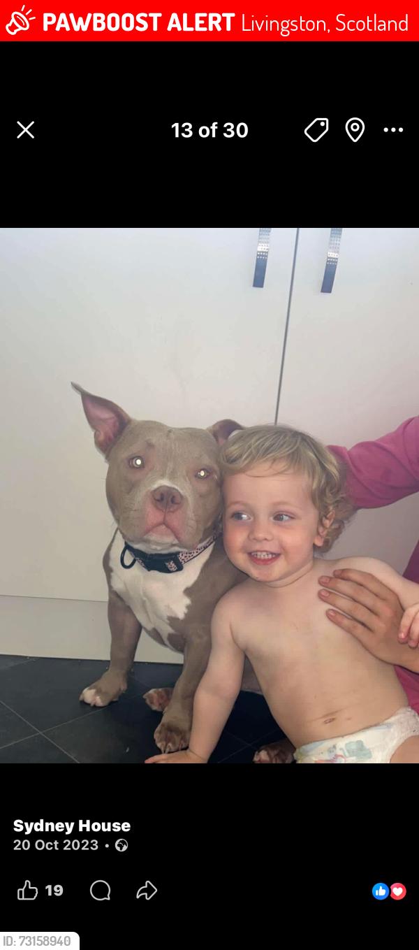 Lost Female Dog last seen Livingston, Livingston, Scotland 