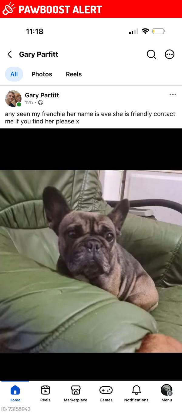 Lost Female Dog last seen Markham, Markham, Wales NP12 0PT