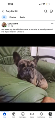 Lost Female Dog last seen Markham, Markham, Wales NP12 0PT