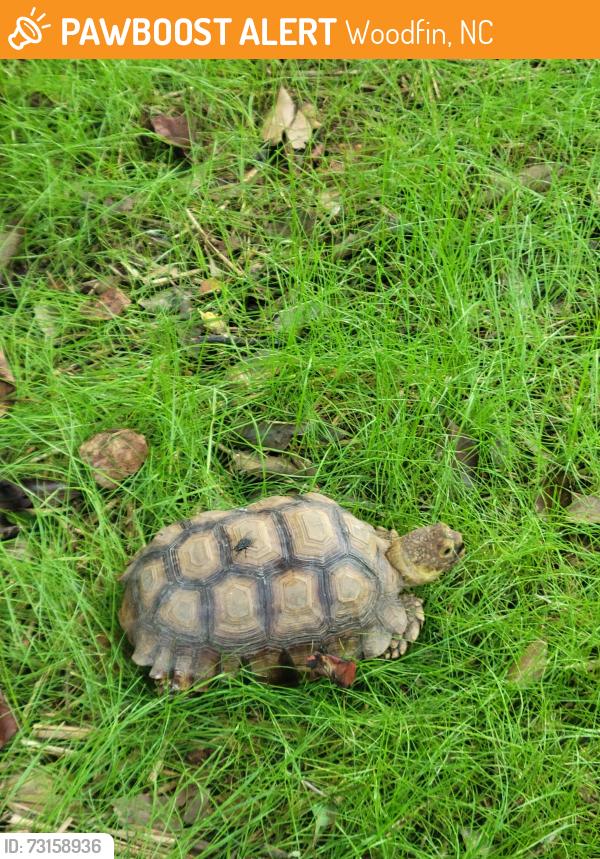 Found/Stray Unknown Reptile last seen Intersection of Midwood Drive and Lookout Road, Woodfin, NC 28804