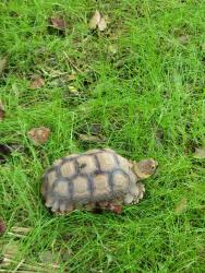 Found/Stray Unknown Reptile last seen Intersection of Midwood Drive and Lookout Road, Woodfin, NC 28804
