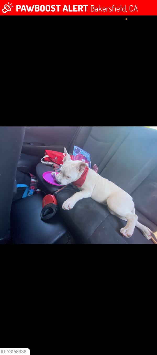 Lost Female Dog last seen Sanjose, Aranjuez, MD 28300
