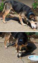 Lost Male Dog last seen Santa fe snd 33rd in Edmond OK, Edmond, OK 73013