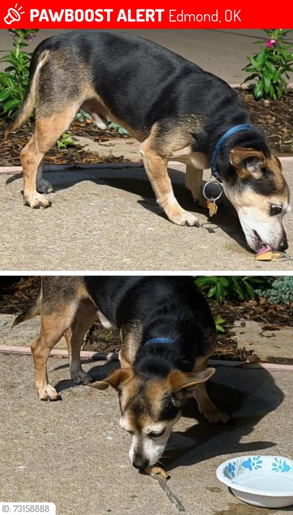 Lost Male Dog last seen Santa fe snd 33rd in Edmond OK, Edmond, OK 73013