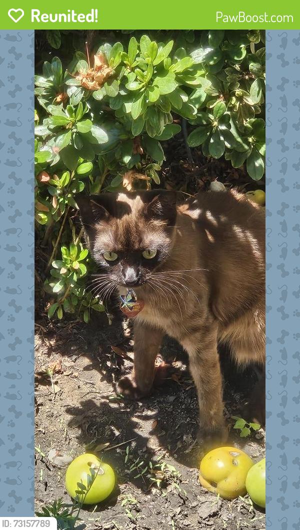 Reunited Female Cat last seen Cruces & Blinn, Los Angeles, CA 90744