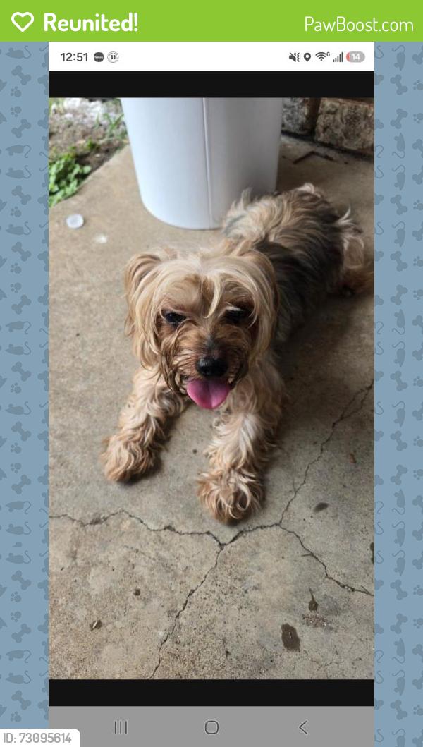 Reunited Male Dog last seen Near greywood drive, Mesquite, TX 75149