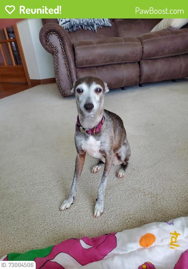 Reunited Female Dog last seen Wall drug store, Wall, SD 57790