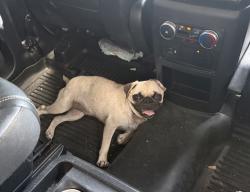 Found/Stray Female Dog last seen Yellowstone point, San Antonio, TX 78254