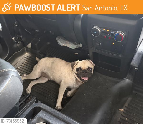 Found/Stray Female Dog last seen Yellowstone point, San Antonio, TX 78254
