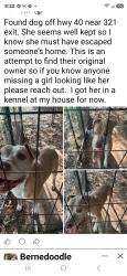 Found/Stray Female Dog last seen Hwy 321 and 40, US-321,  29706